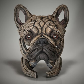 Edge French Bulldog